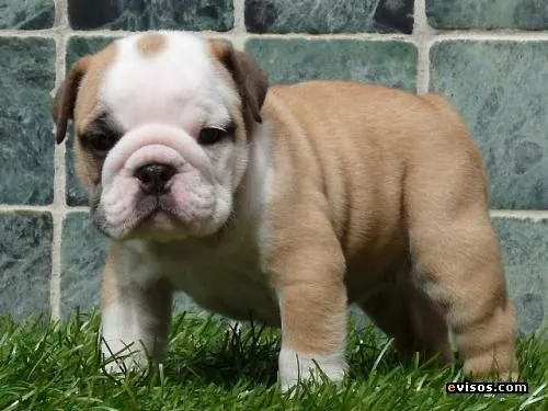 Cachorros de Bulldog - Imagui