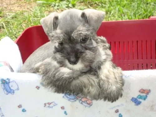 Cachorros cachorritos perros perritos schnauzer miniatura padres ... Cachorros cachorritos perros perritos schnauzer miniatura padres ...