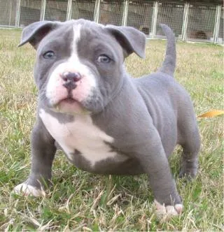 Cachorros | canbull96