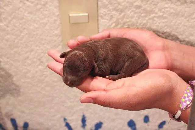 Bebés chihuahuas recien nacidos - Imagui