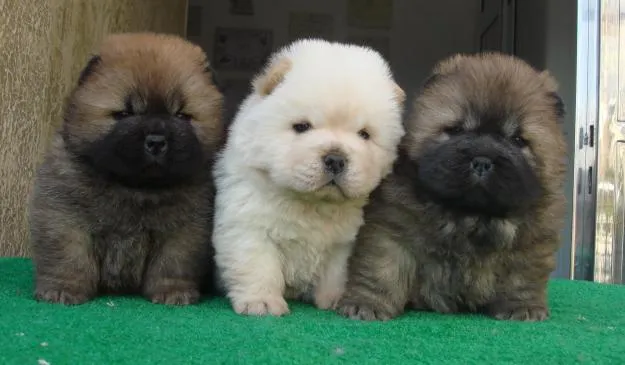 Cachorros de Chow Chow | Mundo Perro