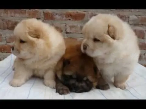 cachorros chow chow a la venta macho hembras excelentes!! - YouTube