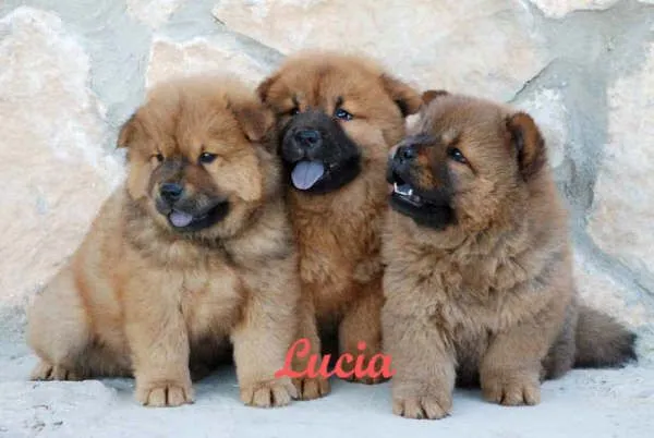 cachorros chowchow - Chow Chow - Perros - Venta Mascotas