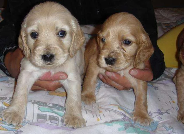 Cachorros cocker bebés - Imagui