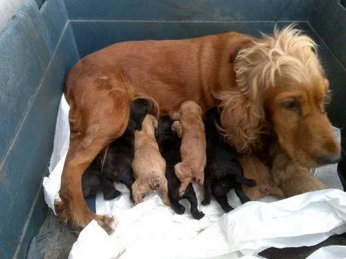 Cachorros cocker bebés - Imagui