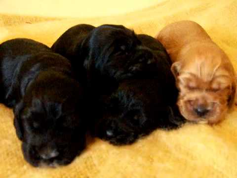 Cachorros de Cocker de 2 semanas - YouTube