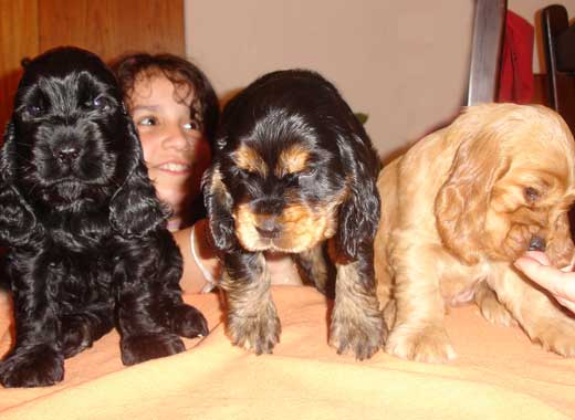 Cachorros Cocker Spaniel Inglés /Montevideo Uruguay Cachorros Cocker Spaniel Inglés /Montevideo Uruguay