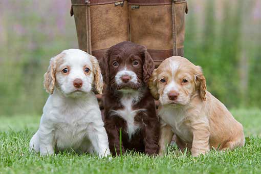 Cachorros de cocker spaniel ingles | Mundo Perro