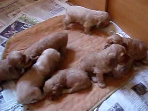 Cachorros cocker...descubriendo sensaciones - YouTube