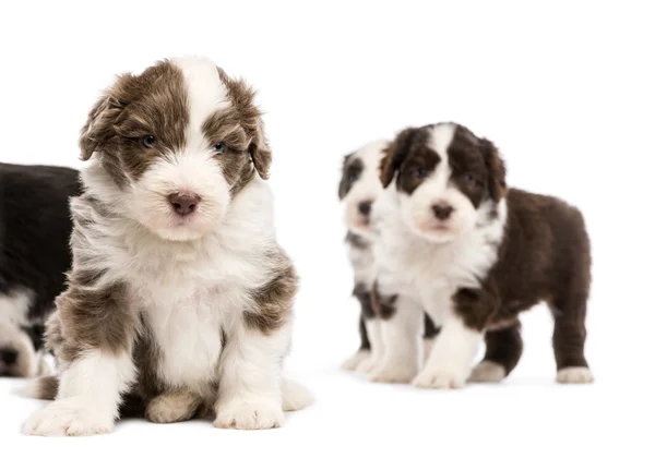 Cachorros collie barbudo, 6 semanas de edad, sentado, la mentira y ...