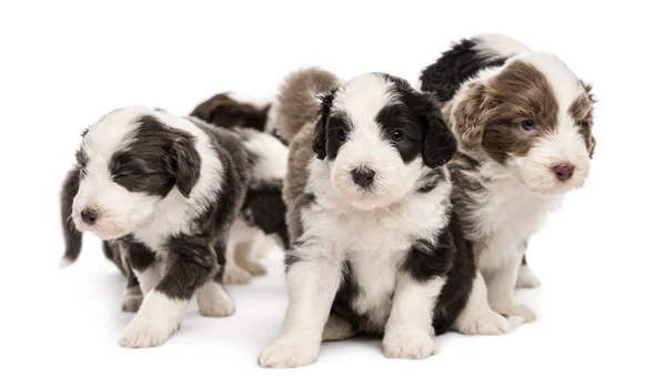 Cachorros collie barbudo, 6 semanas de edad, sentados juntos ... Cachorros collie barbudo, 6 semanas de edad, sentados juntos ...