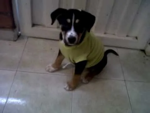 Cachorros criollos en adopción en Bogotá - Colombia - YouTube Cachorros criollos en adopción en Bogotá - Colombia - YouTube