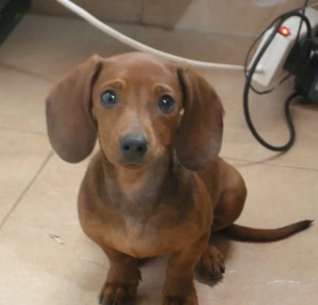 Cachorros dachshunds, salchichas mini - Capital Federal, Argentina ...