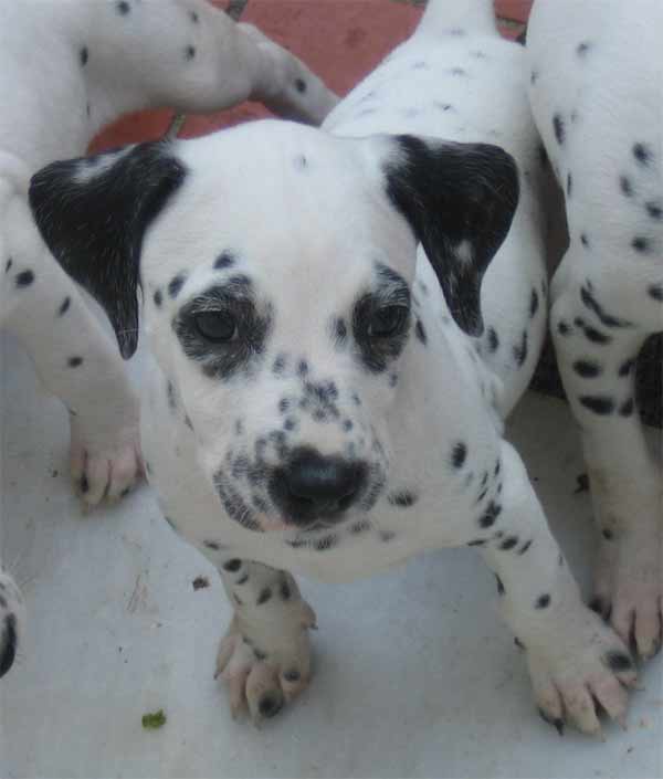 Cachorros Dálmata | TuFuncion