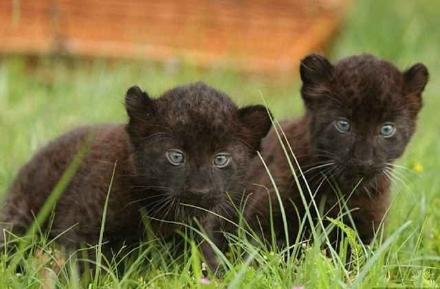 cachorros-de-pantera.jpg