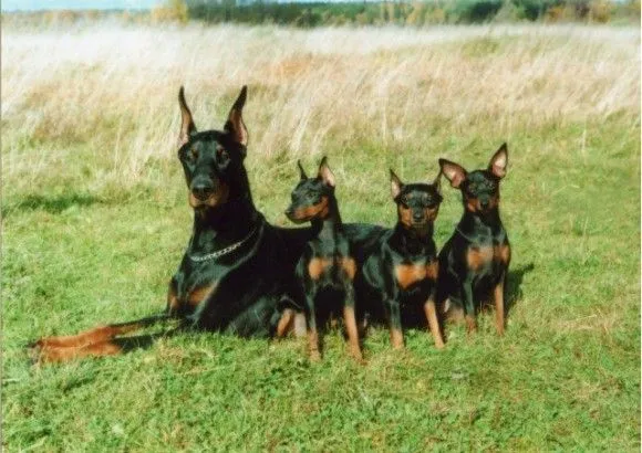 Doberman Pinscher con Pinscher miniatura | Mundo Perro