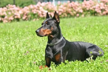 Todo sobre los cachorros doberman pinscher | PERROSPEDIA
