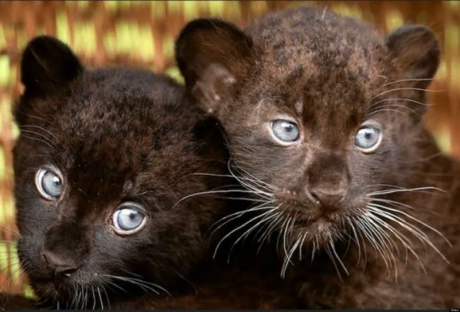 Cachorros de felinos y otras especies protegidas Cachorros de felinos y otras especies protegidas