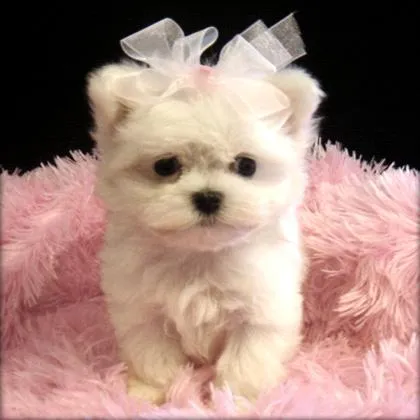 cachorros fofos: sejam bem-