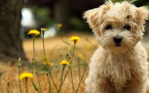 Cachorros Fondo Animado - Aplicaciones de Android en Google Play