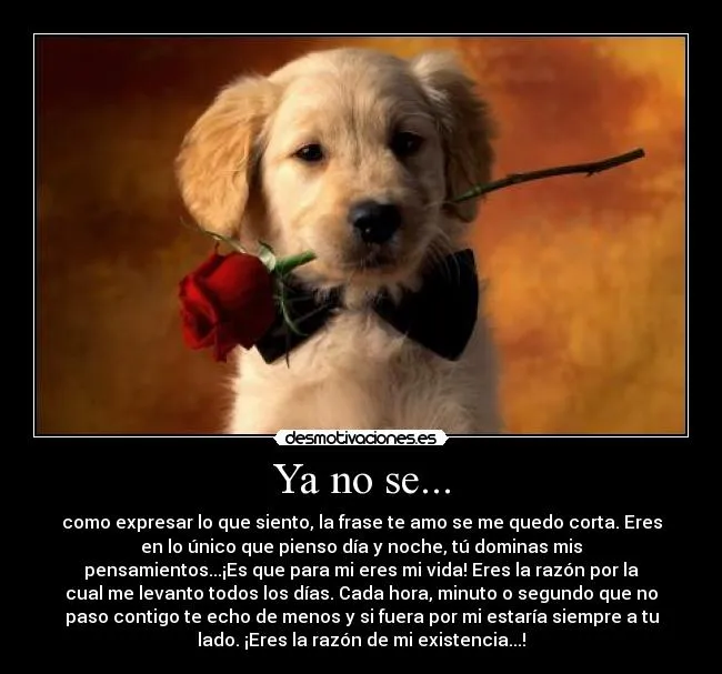 Cachorros con frases de amor - Imagui