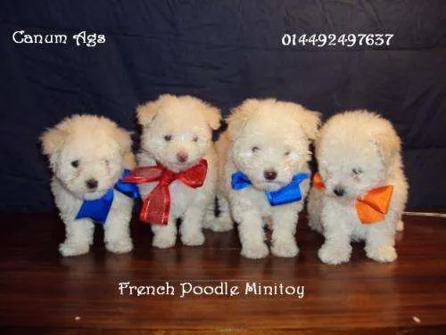cachorros-french-poodle- ...