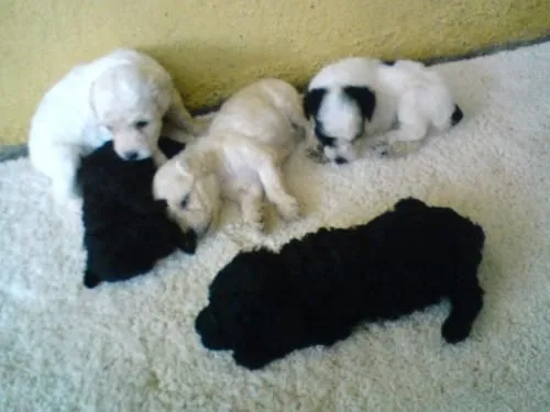 Cachorros french poodle - Alajuela, Costa Rica - Animales / Mascotas