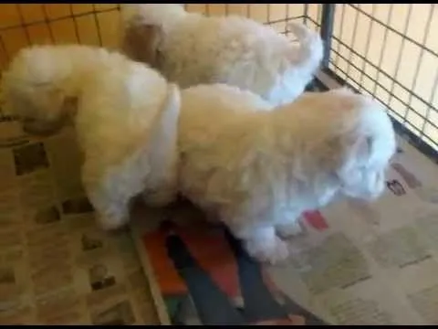 CACHORROS FRENCH POODLE MINI TOY EN VENTA - YouTube