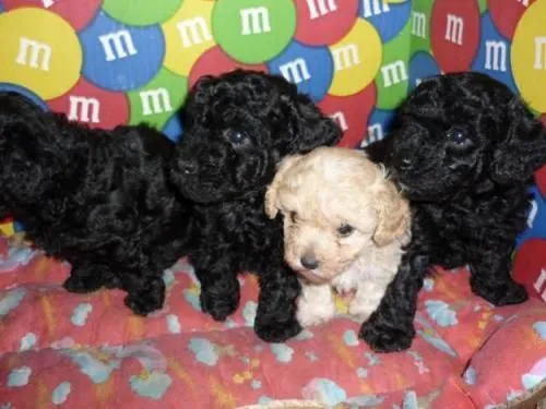 Fotos de CACHORROS FRENCH POODLE MINI TOY NEGROS L.D.S - Bogotá ... Fotos de CACHORROS FRENCH POODLE MINI TOY NEGROS L.D.S - Bogotá ...