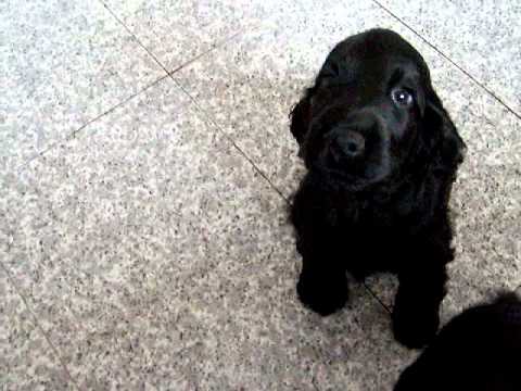 4 Cachorros Hembra de 2 meses Cocker Spaniel - YouTube