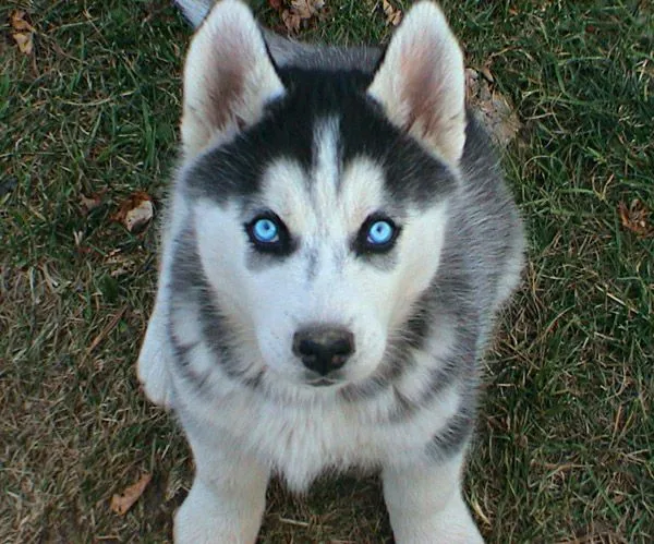 Cachorros Husky Siberiano por Aldrich Marcos | Fotos e Imágenes en ... Cachorros Husky Siberiano por Aldrich Marcos | Fotos e Imágenes en ...
