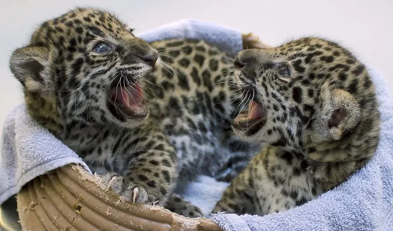 Dos cachorros de jaguar bebé nacidos en el Zoológico del Condado ...