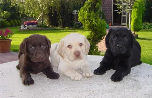 Dibujos de perros labrador - Imagui