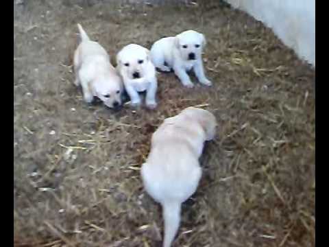 CACHORROS LABRADOR 1 MES - YouTube