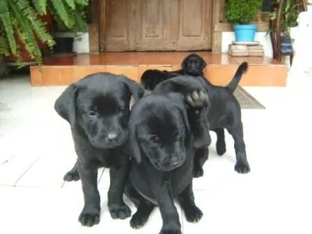 Labrador cachorro negro 2 meses - Imagui