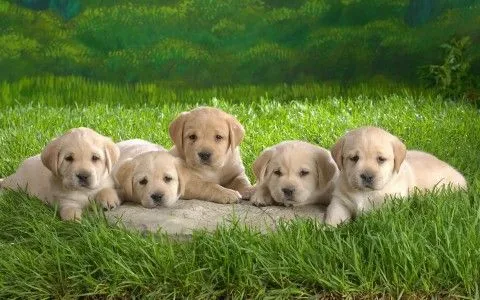 Cachorros de Labrador Retriever de 4 meses | Mundo Perro