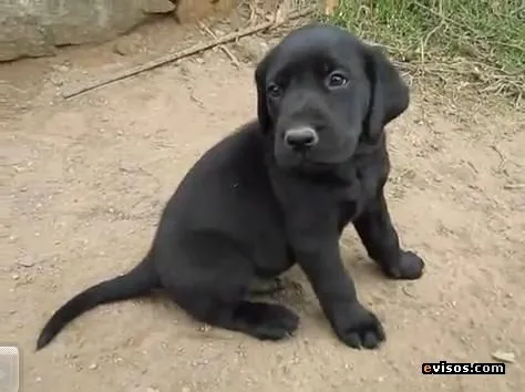 Labrador negro de 2 meses - Imagui