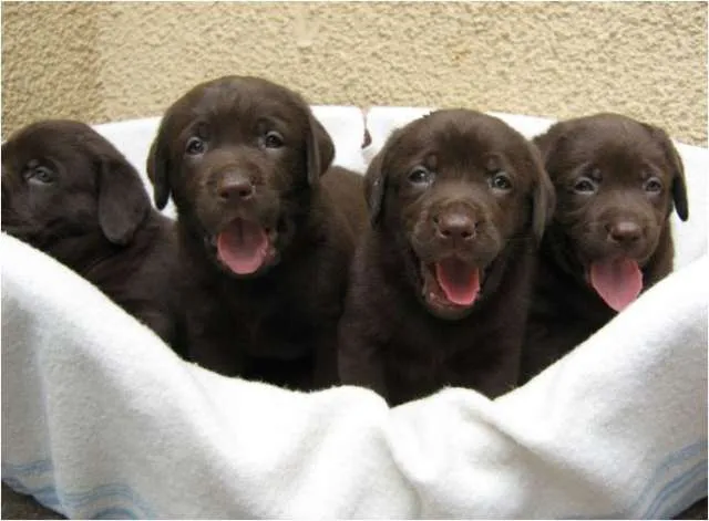 Cachorros labrador retriver criadero colombia venta chocolates ... Cachorros labrador retriver criadero colombia venta chocolates ...