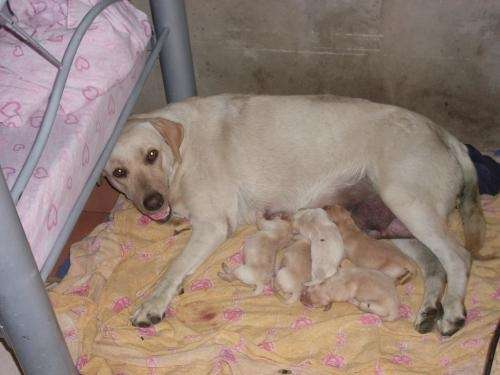 Fotos de retriever del labrador recién nacidos - Imagui