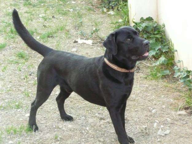 Cachorros de labradores retriever color negro parecen ositos ...