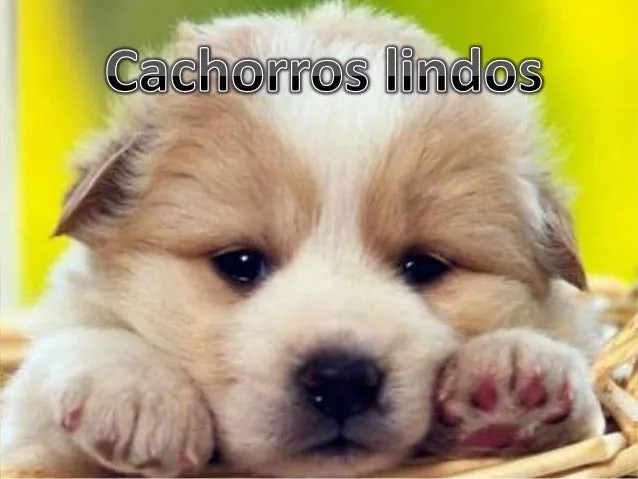 cachorros-lindos-1-638.jpg?cb= ...