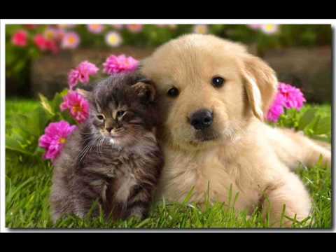 Cachorros lindos e fofos - YouTube