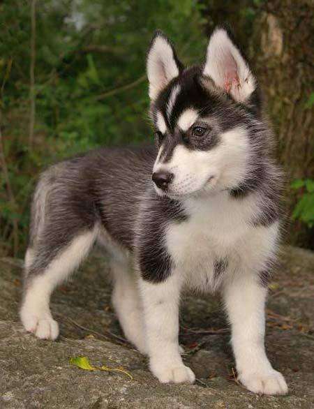 Cachorros lobo siberiano espectaculares ejemplares husky siberiano ...