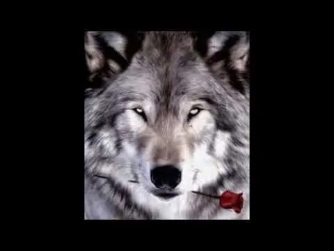 cachorros y lobos tiernos - YouTube