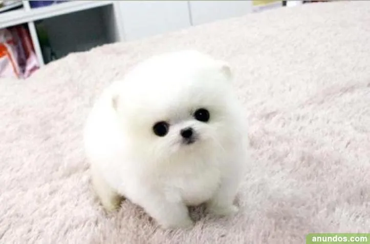 Cachorros Lulu pomerania mini Toy - Barcelona Ciudad