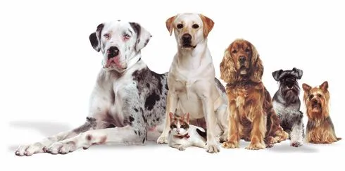 Cachorros Mar del Plata - Venta de perros cachorros en Mar del ... Cachorros Mar del Plata - Venta de perros cachorros en Mar del ...