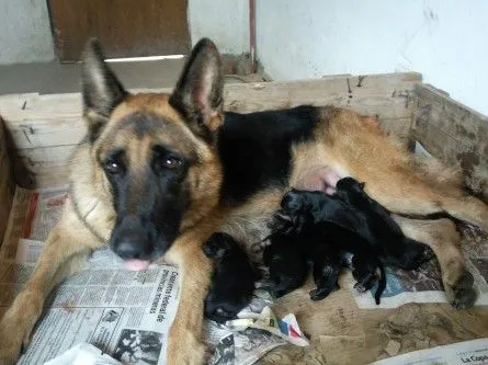Cachorros ovejeros aleman