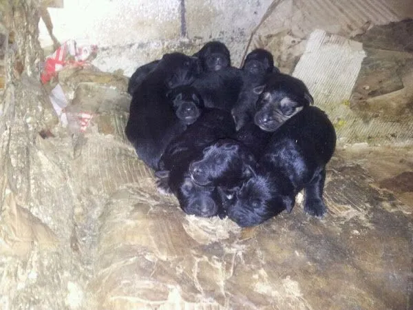 cachorros pastor aleman | Cuidar de tu mascota es facilisimo.