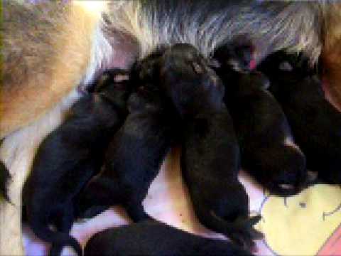 cachorros de pastor aleman con 2 dias de vida - YouTube