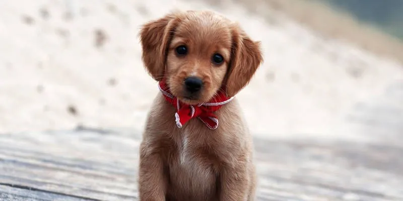 Los cachorros de perro más monos de Internet - Blog de cosas ...
